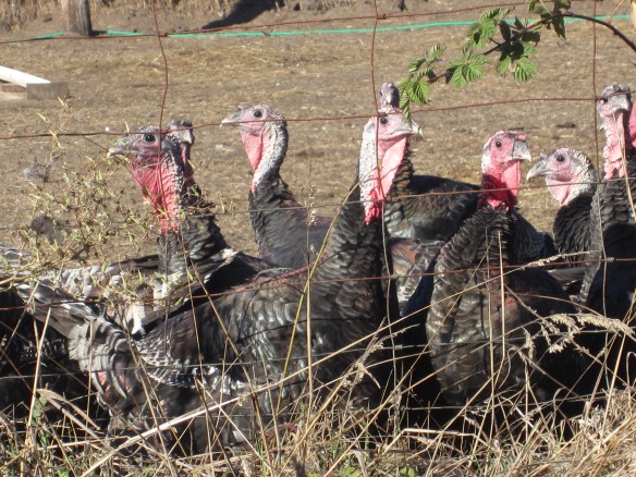 Turkeys waiting for Thanksgiving.