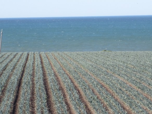 BRUSSEL SPROUTS??? & OCEAN