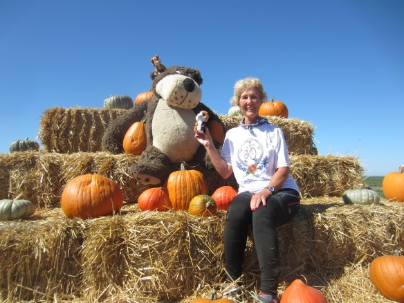 SUGAR & TIGER @ PUMPKIN PATCH