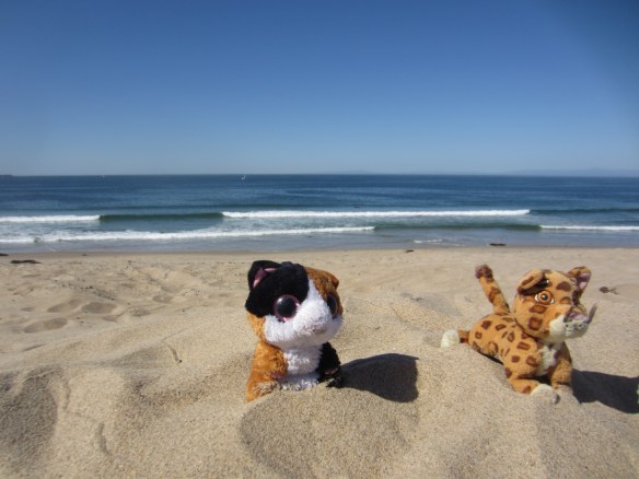SUGAR & TIGER ENJOY THE BEACH