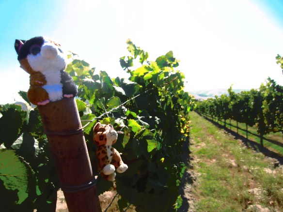 SUGAR & TIGER IN GRAPES