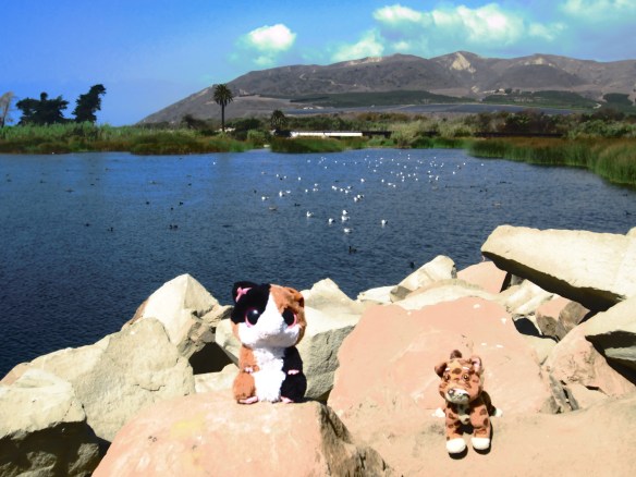 SUGAR & TIGER TAKE A BREAK