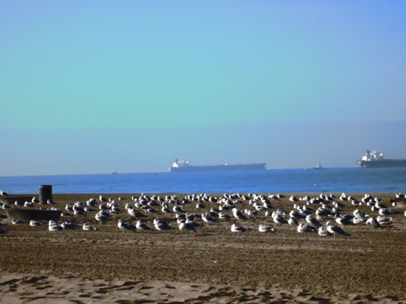 BIRDS REFUSE TO GIVE UP THEIR PLACE