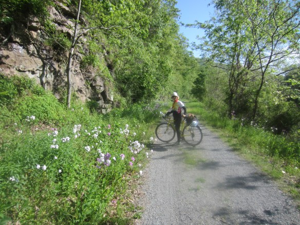 FLOWERS ALONG TRAIL